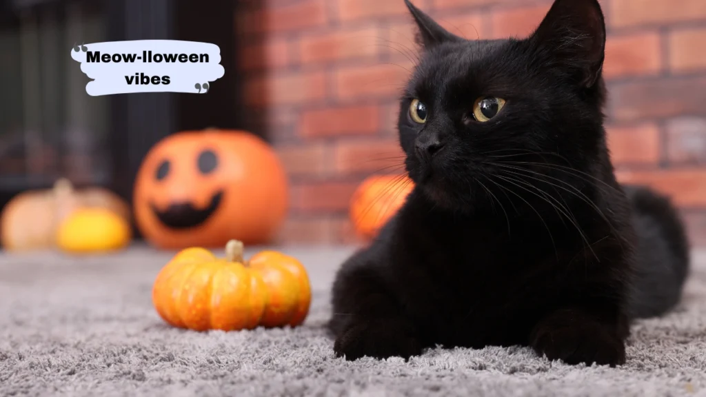 Funny & Cute Halloween Captions for Instagram
