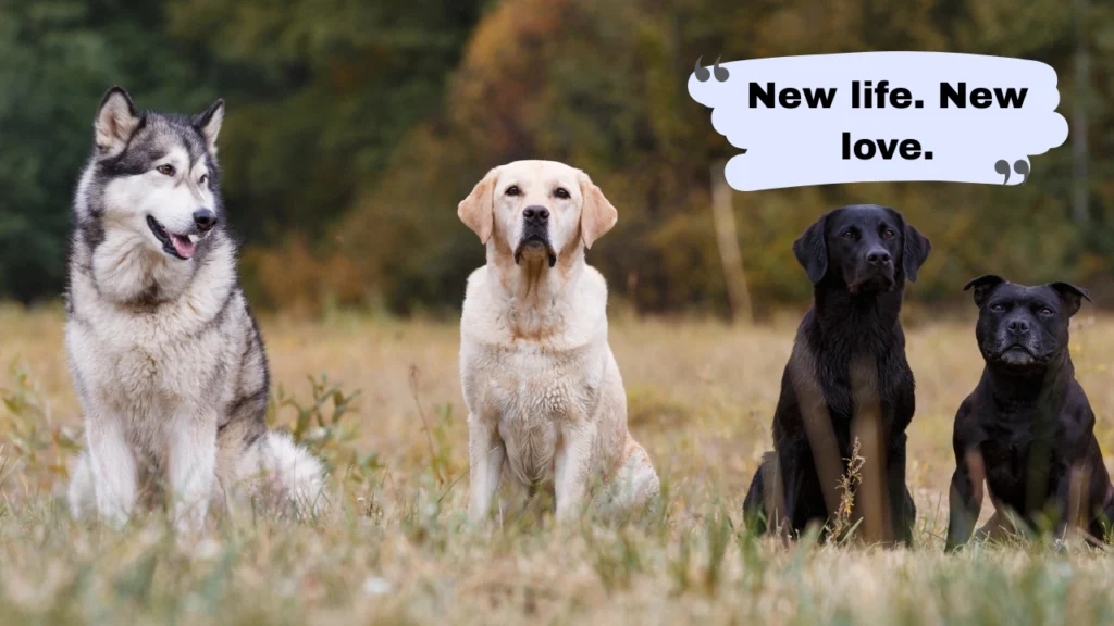 Breeding Captions by Mood — Savage, Sweet, Romantic & Bold