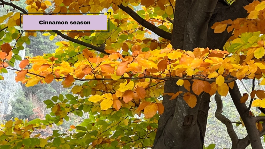 October Captions by Occasion and Photo Type