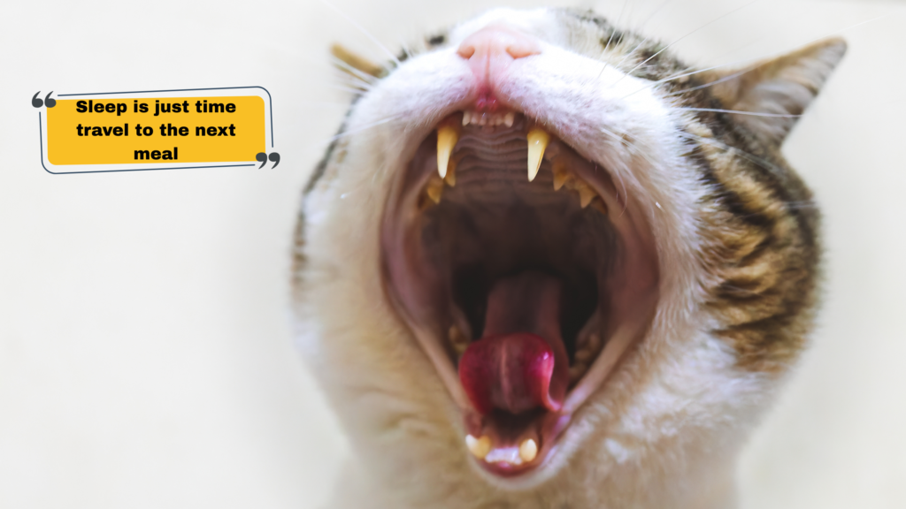 Best Meme Captions for Instagram