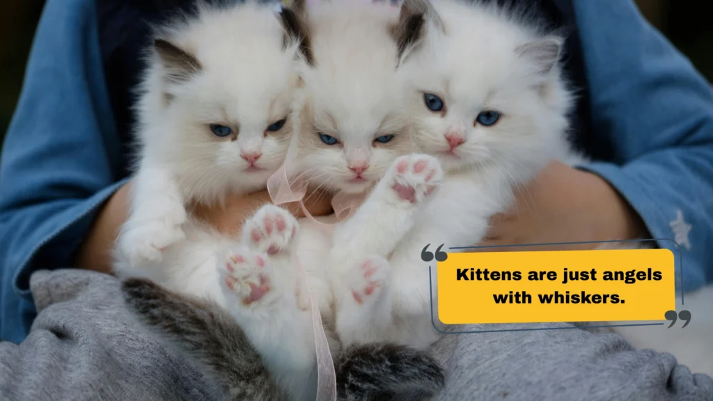 For your sweet kitten photos: