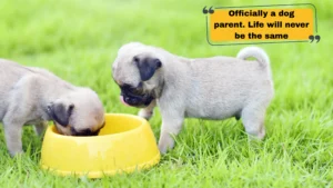 Best Puppy Captions for Instagram to Show Off Your Fur Baby