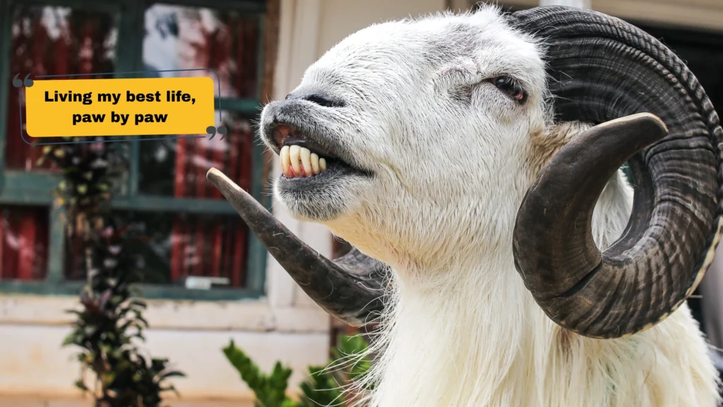 Funny Animal Captions for Instagram to Make Your Followers LOL