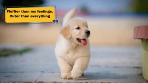 150+ Dog Captions for Instagram β Cute, Funny & Adorable Ideas