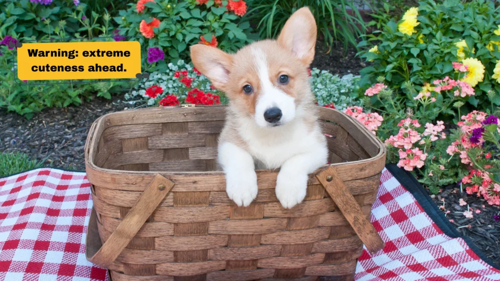 Cute Puppy Captions for Instagram That Melt Every Heart