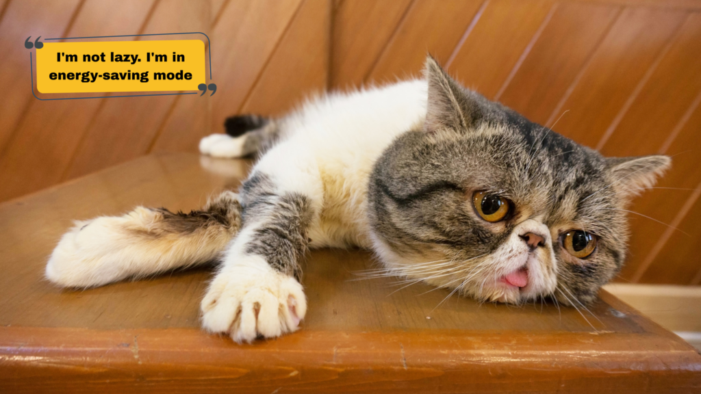 Funny Meme Captions for Instagram