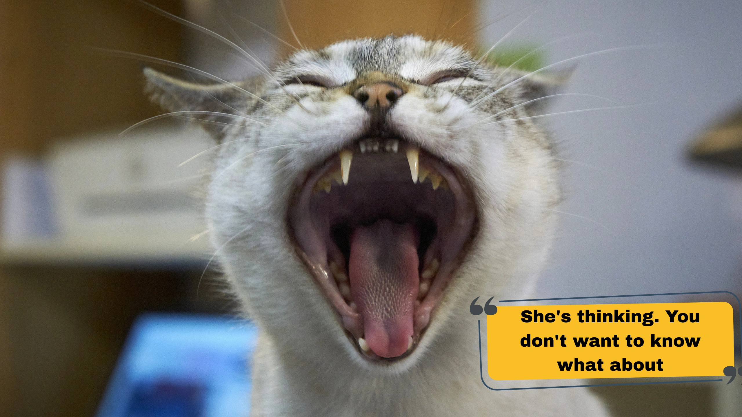 Best Cat Captions for Instagram That Are Cute, Funny, and Purr-fect