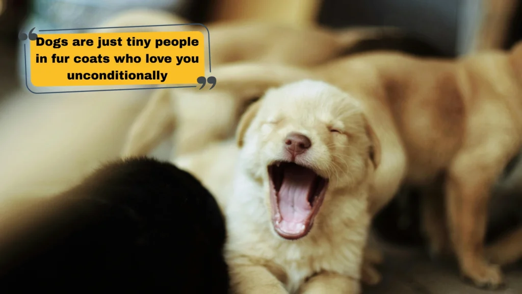 Funny Puppy Captions for Instagram That Hit Different