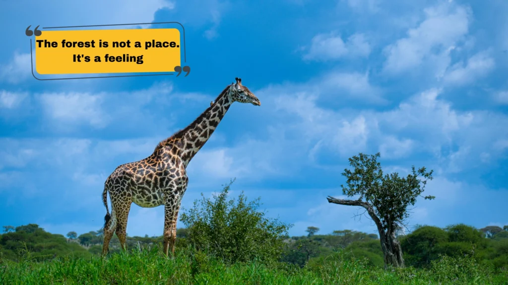 Forest & Woodland Captions for Instagram