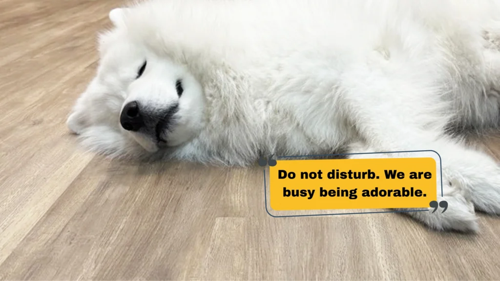 Best Instagram Captions for Puppies by Mood and Moment