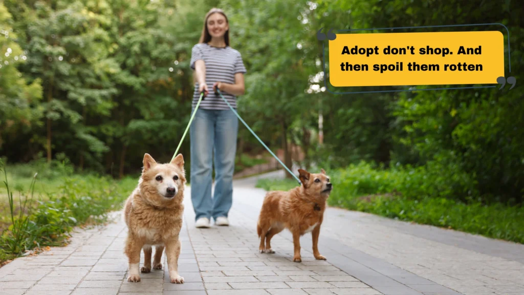 Dog Captions for Instagram Stories and Reels