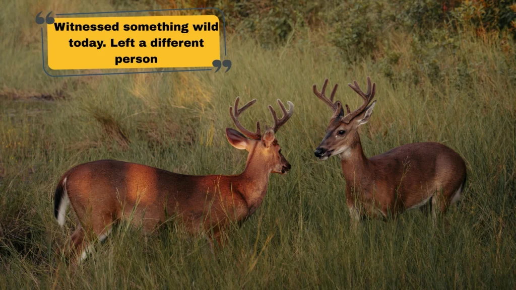 Hilarious Zoo & Wildlife Captions