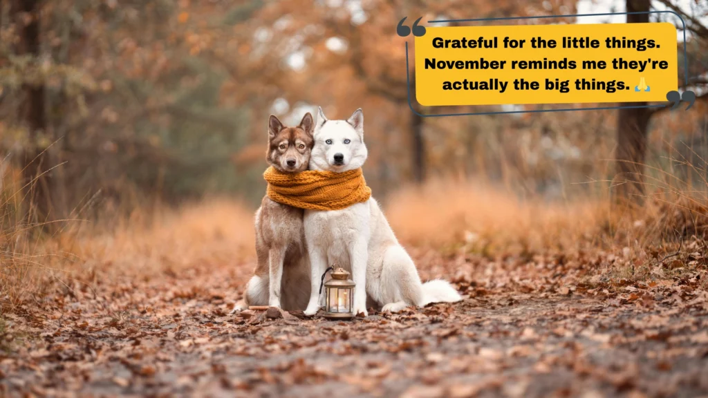 Cozy, Cute & Aesthetic November Captions