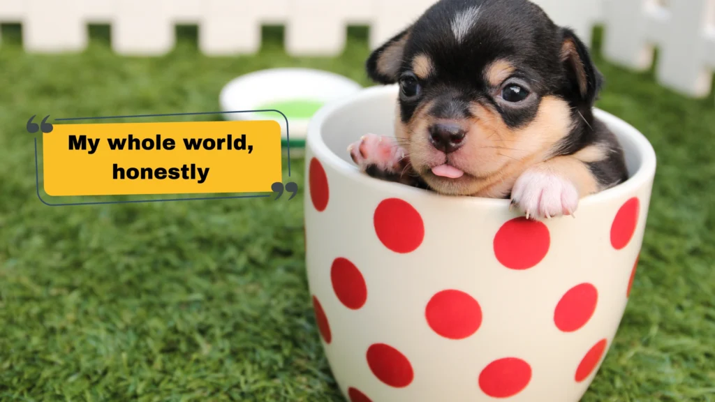 Short Puppy Captions for Instagram for Quick and Easy Posting