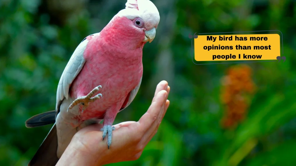 Bird, Rabbit, Fish & Exotic Pet Captions
