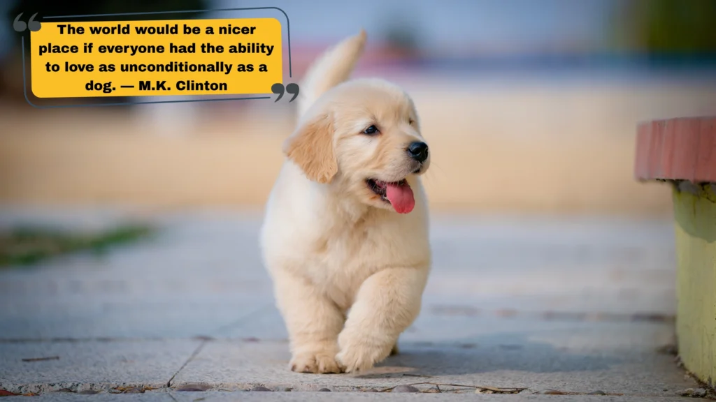 Puppy Quotes for Instagram Captions That Say It All