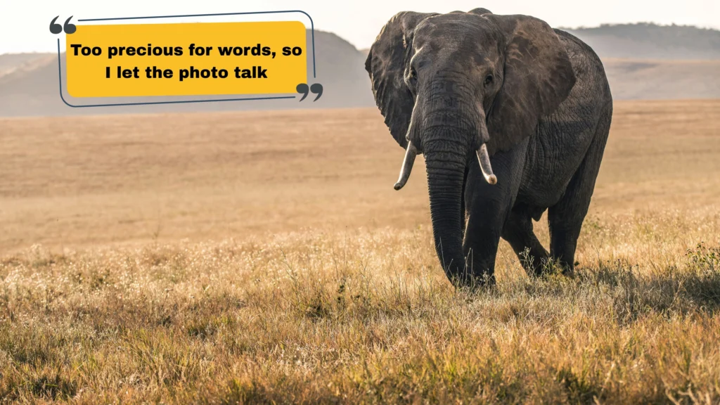 Best Animal Captions by Type β Dogs, Cats, Birds & More