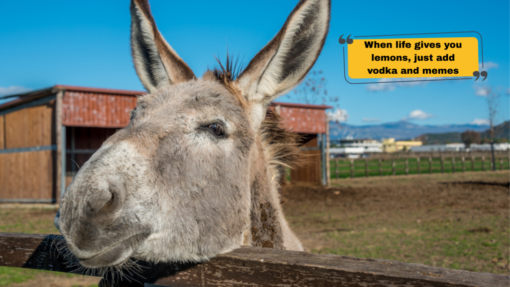 Clever Meme Captions for Instagram