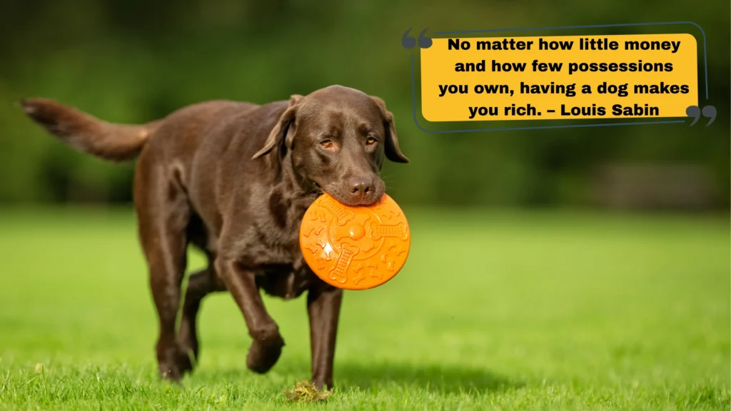 Best Dog Quotes for Instagram Captions β From Famous Dog Lovers